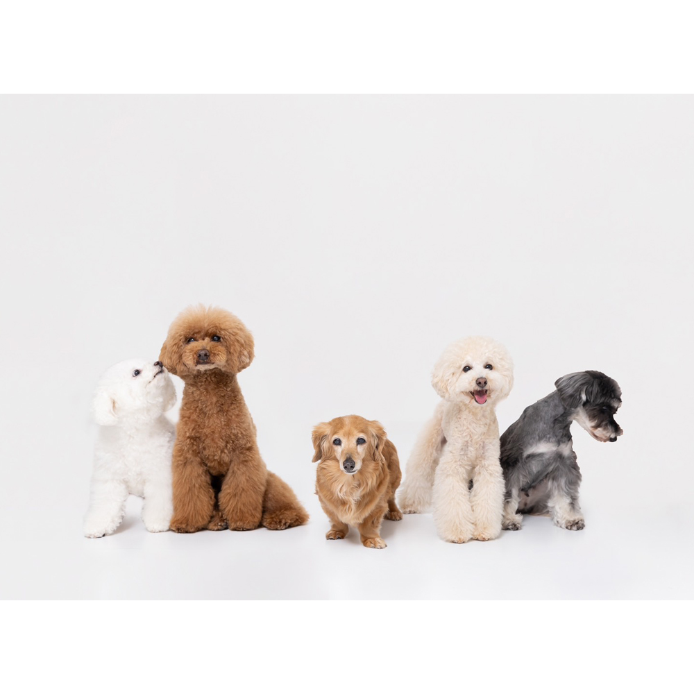 卒業犬のモアナちゃんとりあんちゃんの近況♪